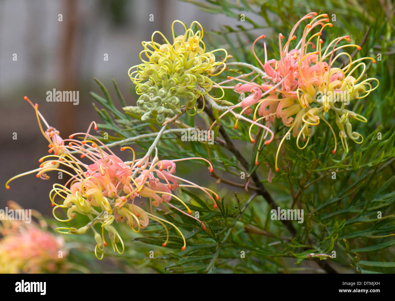 Grevillea "Peaches and Cream". Cranbourne Botanischer Garten, Australien. Stockfoto