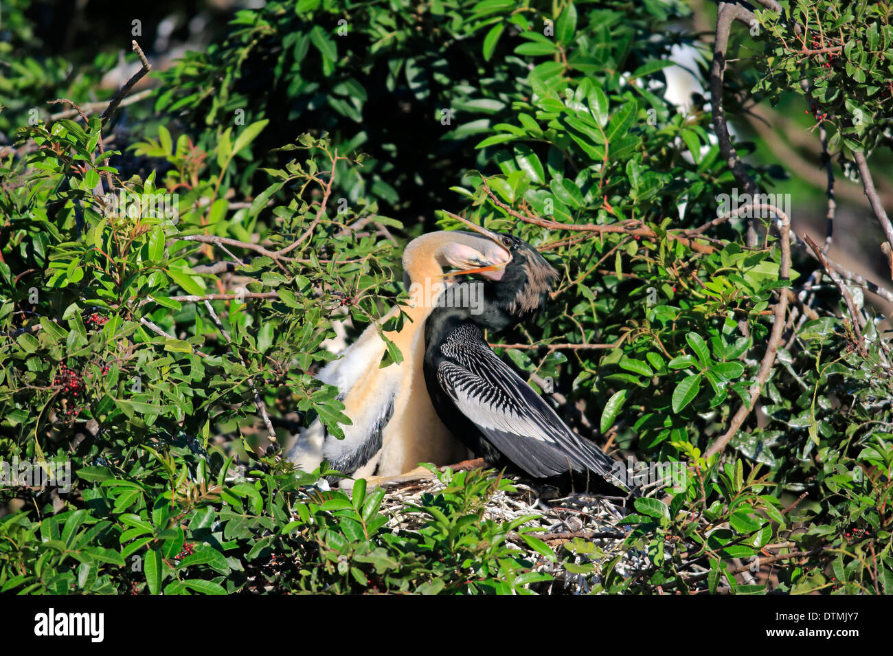 Anhinga, Erwachsene mit jungen im Nest füttern, Wakodahatchee Feuchtgebiete, Delray Beach, Florida, USA, Nordamerika / (Anhinga Anhinga) Stockfoto