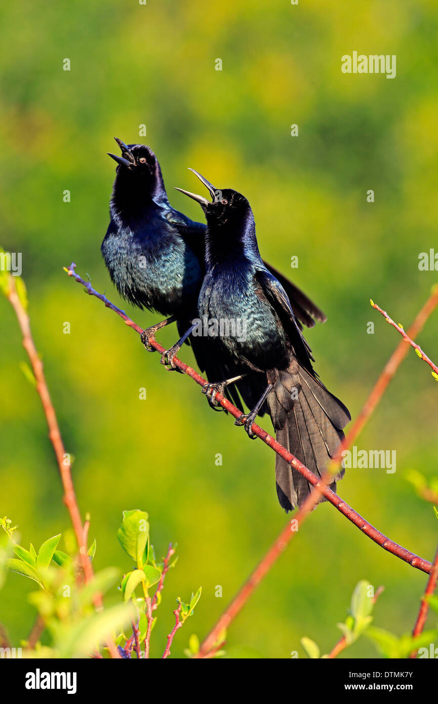 Boot Tailed Grackle zwei Männchen auf Niederlassung anrufen Wakodahatchee Feuchtgebiete Delray Beach Florida USA Northamerica / (Quiscalus Stockfoto