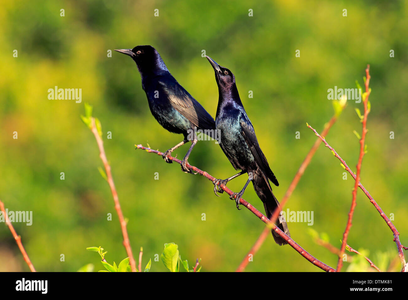 Boot Tailed Grackle zwei Männchen auf AST Wakodahatchee Feuchtgebiete Delray Beach Florida USA Northamerica / (Quiscalus major) Stockfoto
