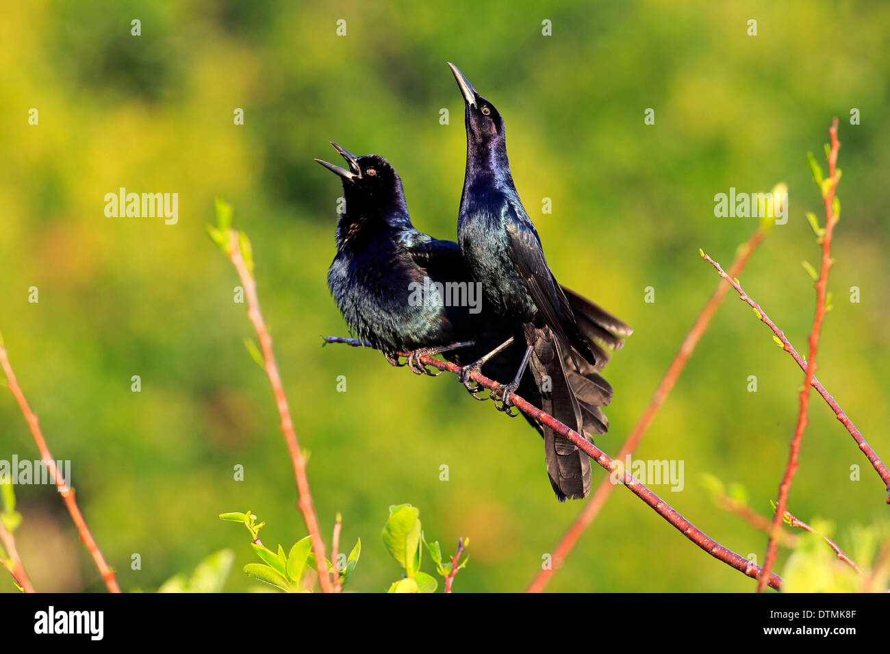 Boot Tailed Grackle zwei Männchen auf Niederlassung anrufen Wakodahatchee Feuchtgebiete Delray Beach Florida USA Northamerica / (Quiscalus Stockfoto