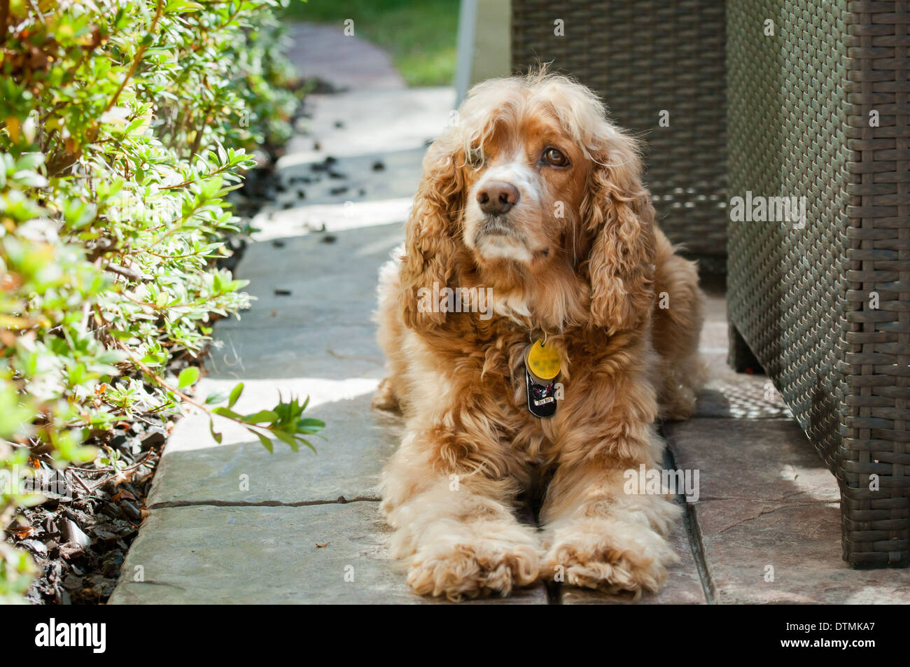 Cocker Spaniel Familienhund mit Tags ruht im Schatten des Gartens mit Pfoten ausgestreckt auf Terrasse Stockfoto
