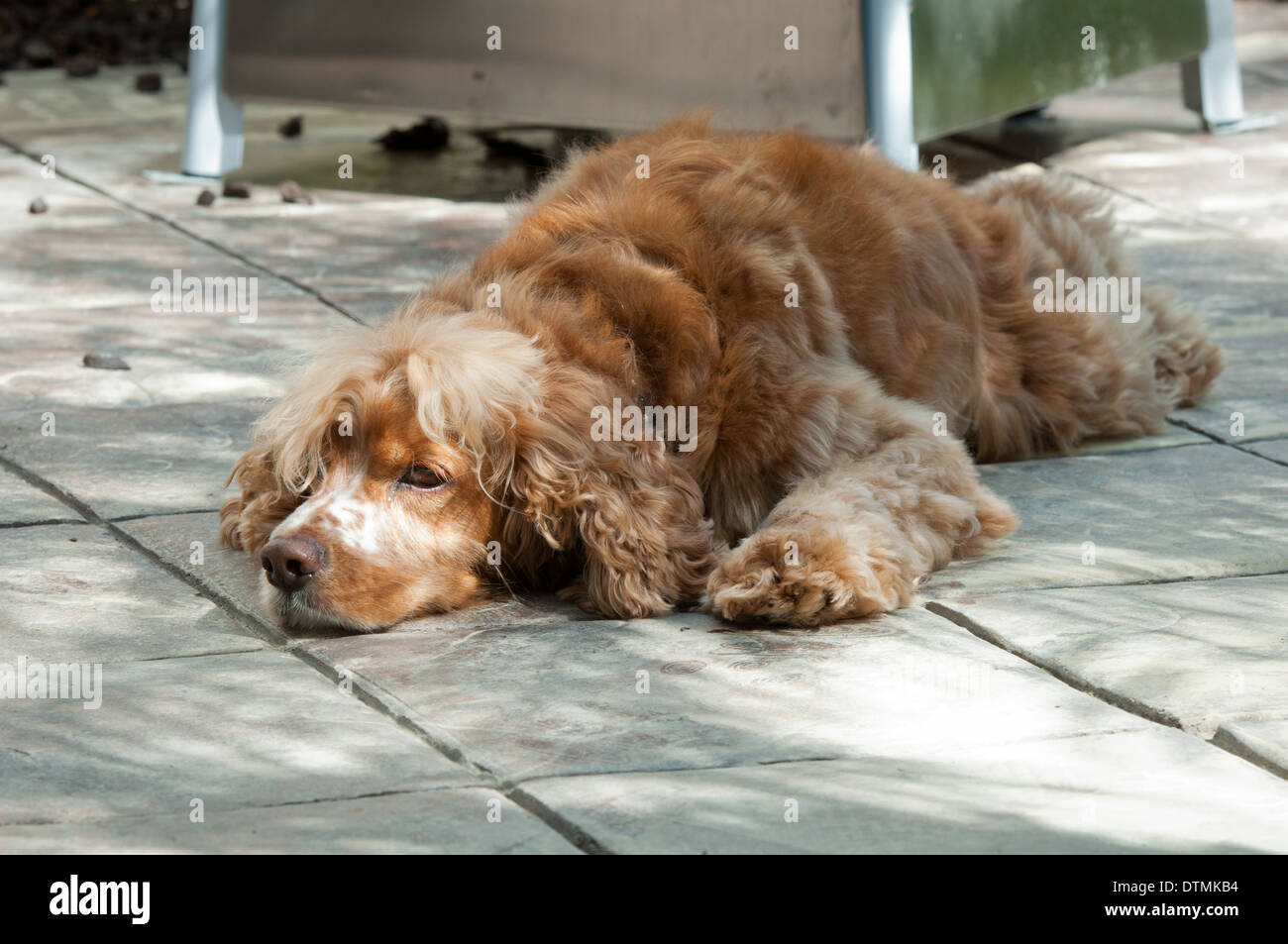 Cocker Spaniel Familienhund liegt ausgestreckt flach auf konkrete schattiges Fliesen schauen traurig, gelangweilt oder warten Stockfoto