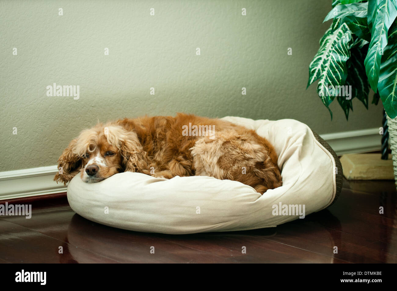 Cocker Spaniel Familienhund Lounges auf einem Kissen auf polierten Holzboden mit Pflanze im Hintergrund Stockfoto