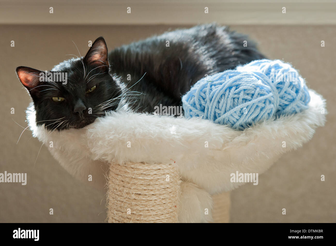 Schwarze Katze als Familienhund entspannt mit einem Ball der blaue Wolle auf eine weiße flauschige Katze Barsch Stockfoto
