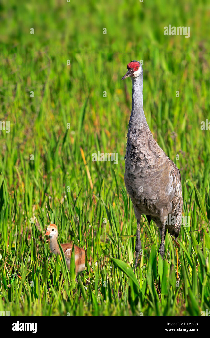 Sandhill Kran, Erwachsene, Jugendliche, Viera Feuchtgebiete, Brevard County, Florida, USA, Nordamerika / (Grus Canadensis) Stockfoto