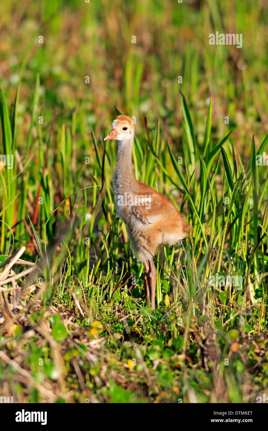 Sandhill Kran, jung, Viera Feuchtgebiete, Brevard County, Florida, USA, Nordamerika / (Grus Canadensis) Stockfoto