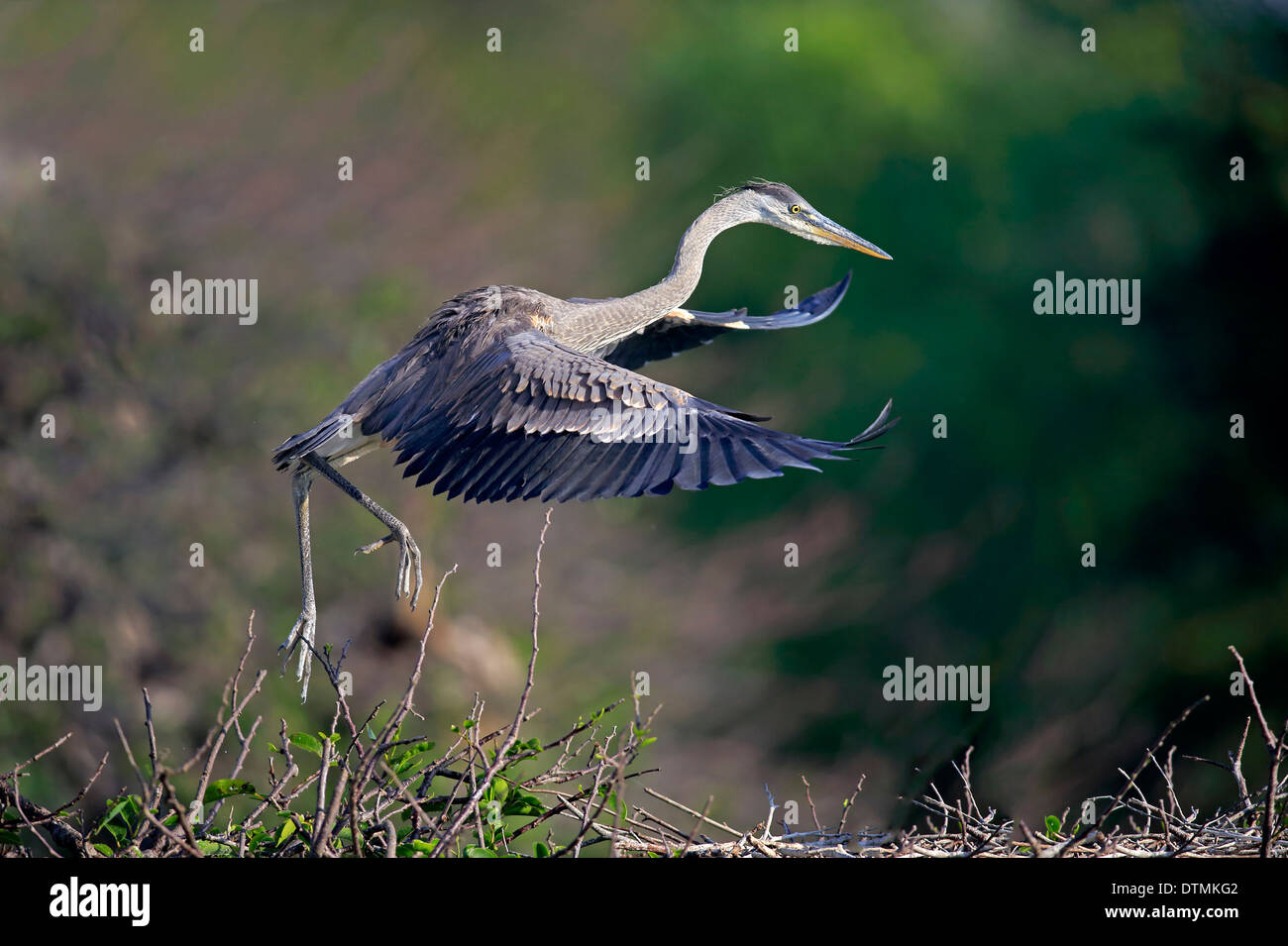 Great Blue Heron, Halbwüchsige auf Baum, Rookery Venedig, Venice, Florida, USA, Nordamerika / (Ardea Herodias) Stockfoto