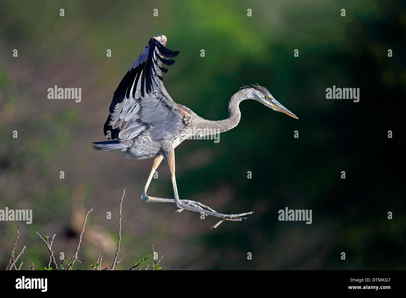 Great Blue Heron, Halbwüchsige lernt fliegen, Venedig Rookery, Venice, Florida, USA, Nordamerika / (Ardea Herodias) Stockfoto