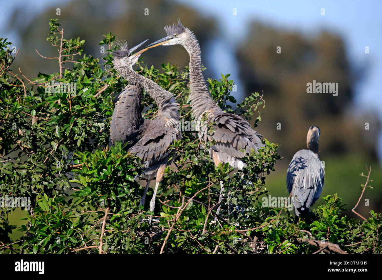 Great Blue Heron, zwei subadulte auf Baum, Rookery Venedig, Venice, Florida, USA, Nordamerika / (Ardea Herodias) Stockfoto