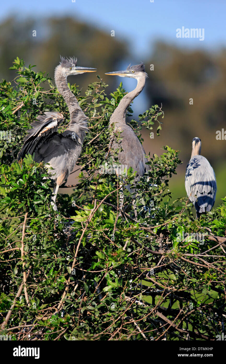 Great Blue Heron, zwei subadulte auf Baum, Rookery Venedig, Venice, Florida, USA, Nordamerika / (Ardea Herodias) Stockfoto