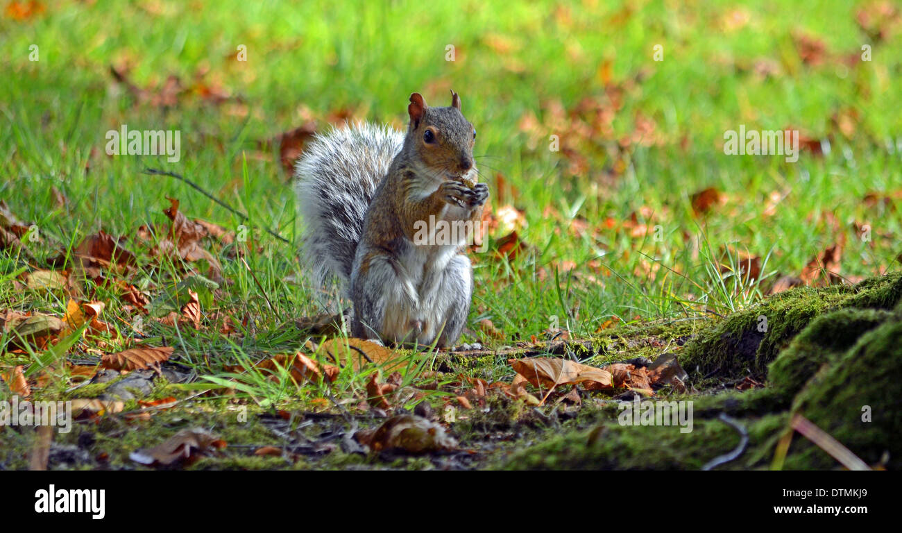 Graue Eichhörnchen im Park genießen eine Nuss Stockfoto