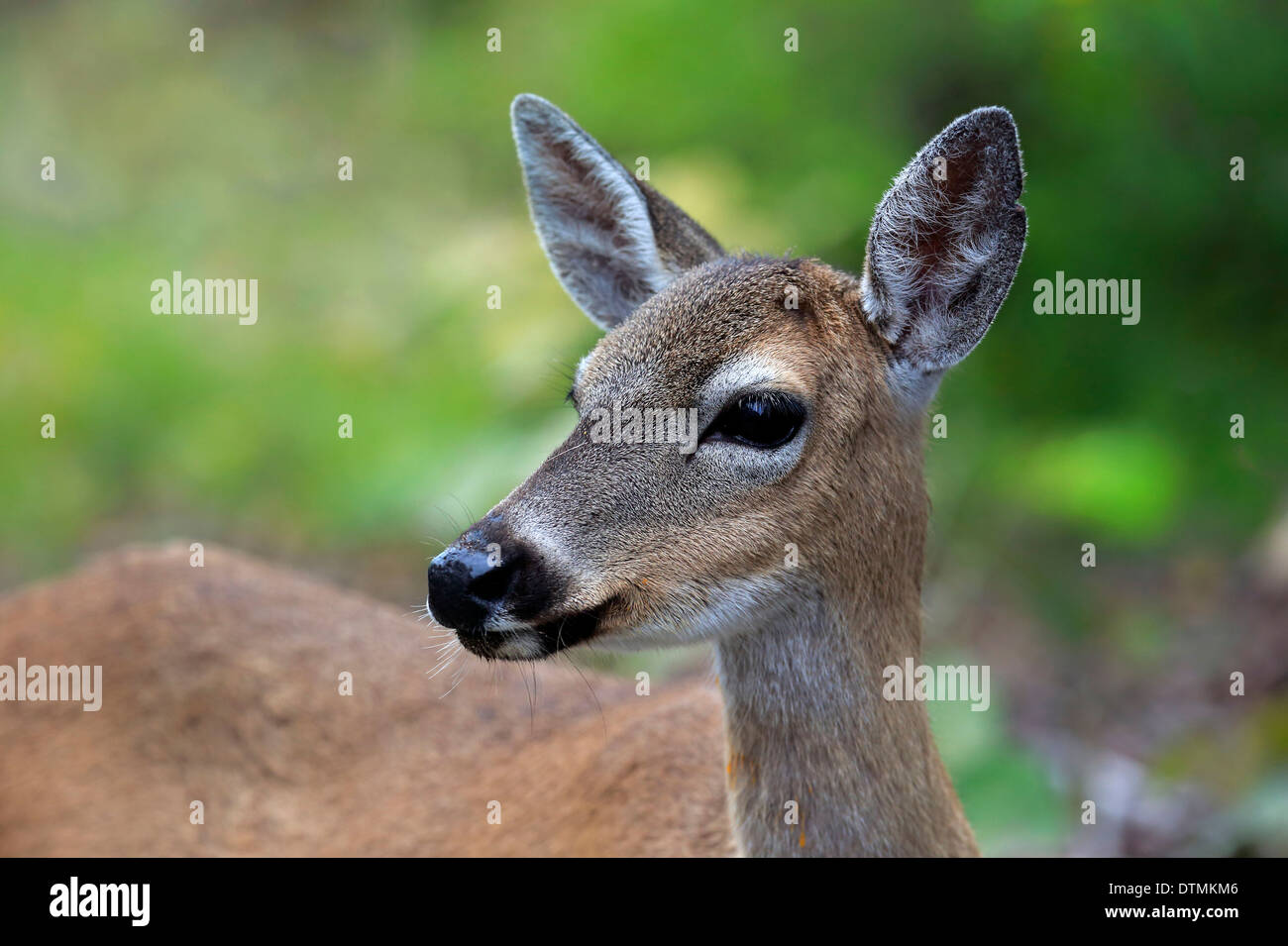 Schlüsselrotwild, Erwachsene weibliche Porträt, National Key Deer Refuge, Florida, USA, Nordamerika / (Odocoileus Virginianus Clavium) Stockfoto