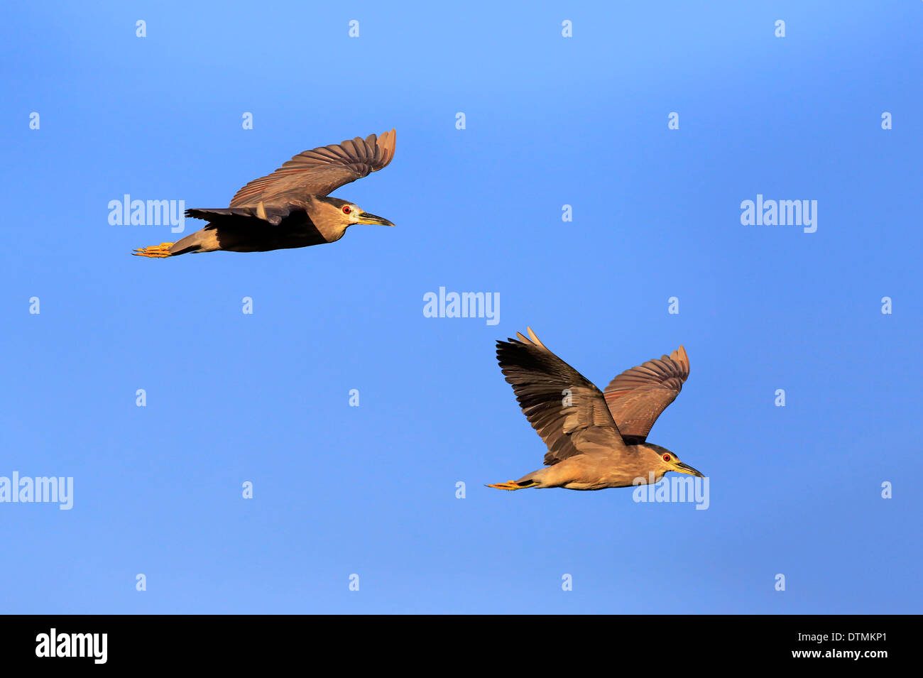 Nachtreiher, zwei subadulte fliegen, Venedig Rookery, Venice, Florida, USA, Nordamerika / (Nycticorax Nycticorax) Stockfoto
