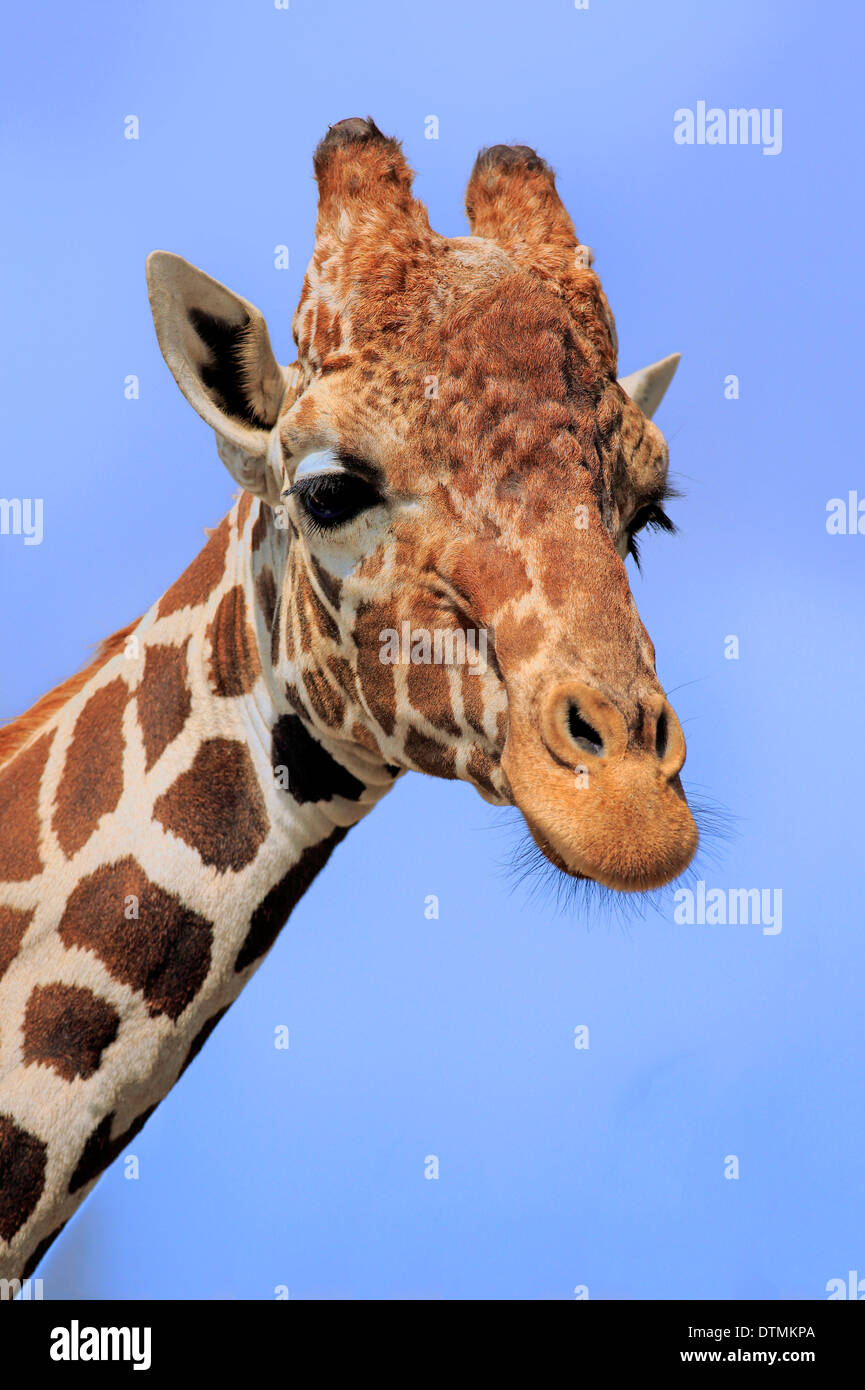 Retikuliert Giraffe, Erwachsene Porträt, Afrika / (Giraffa Plancius Reticulata) Stockfoto