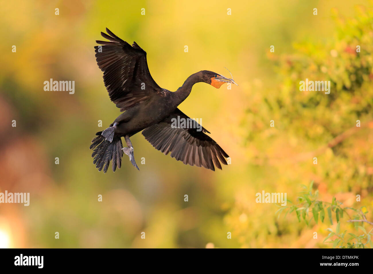 Doppelte Crested Kormoran Erwachsenen fliegen Wakodahatchee Feuchtgebiete Delray Beach Florida USA Northamerica / (Phalacrocorax Auritus) Stockfoto