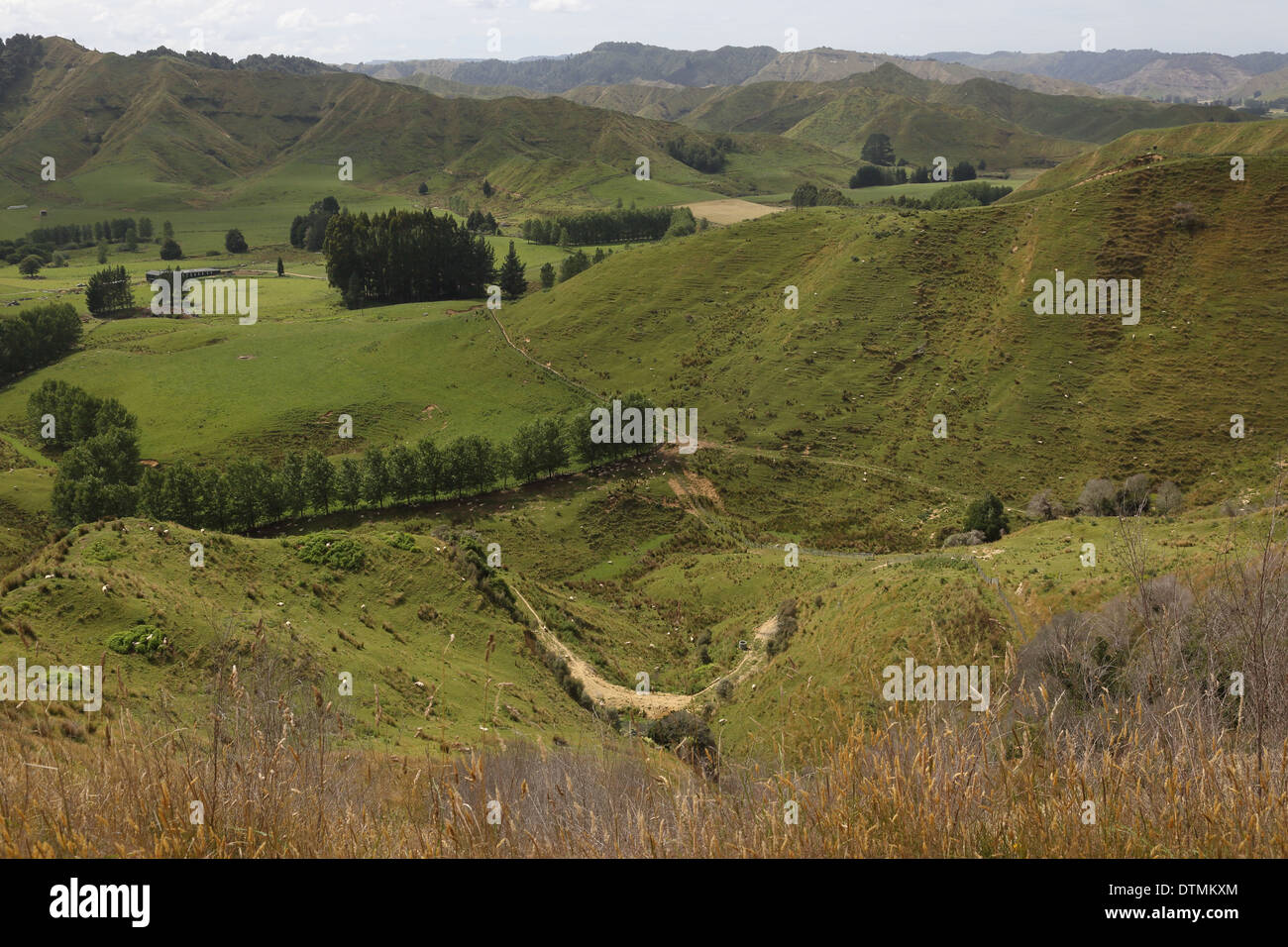Ansicht von Strathmore Sattel von der vergessenen Welt-Autobahn (SH 43), Whanganui-Nationalpark, Nordinsel, Neuseeland Stockfoto