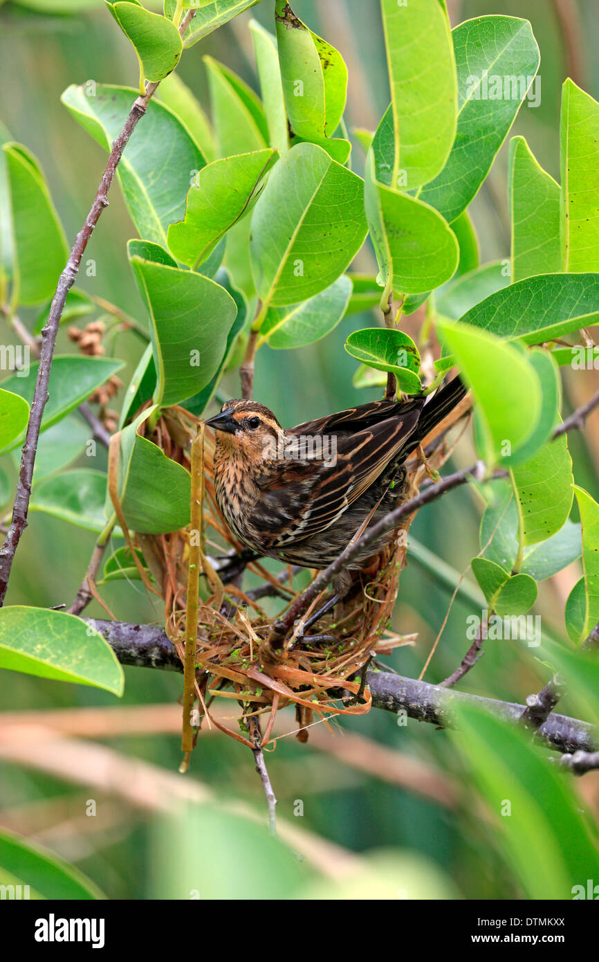 Red Winged Blackbird erwachsenes Weibchen baut ein Nest Wakodahatchee Feuchtgebiete Delray Beach Florida USA Northamerica / (Agelaius Stockfoto