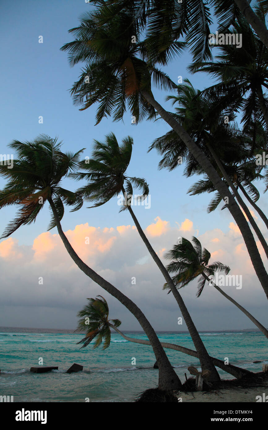 Malediven, Maafushi Island, Sonnenuntergang, Palmen, Strand, Stockfoto