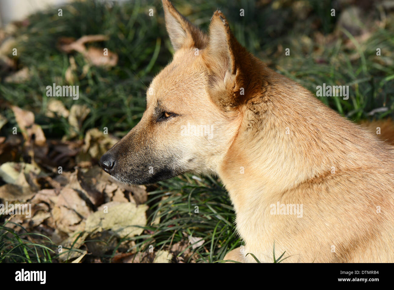 Hund-Porträt gegen Grünland Stockfoto