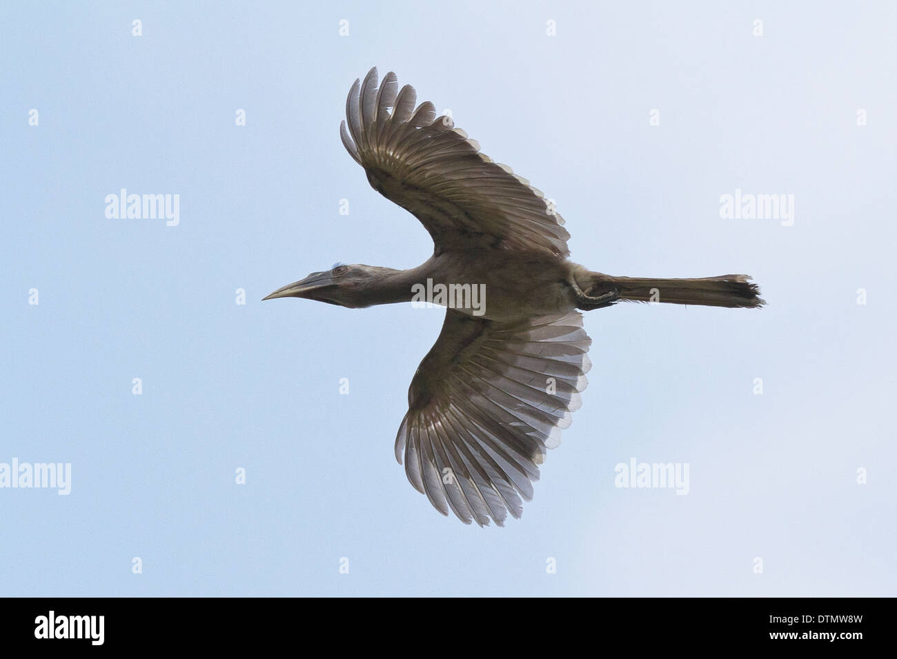 Indische grau Hornbill (Ocyceros Birostris) im Flug Stockfoto