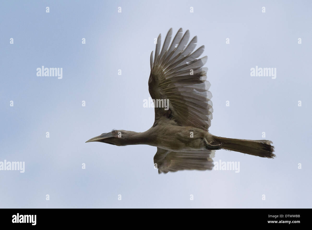 Indische grau Hornbill (Ocyceros Birostris) im Flug Stockfoto