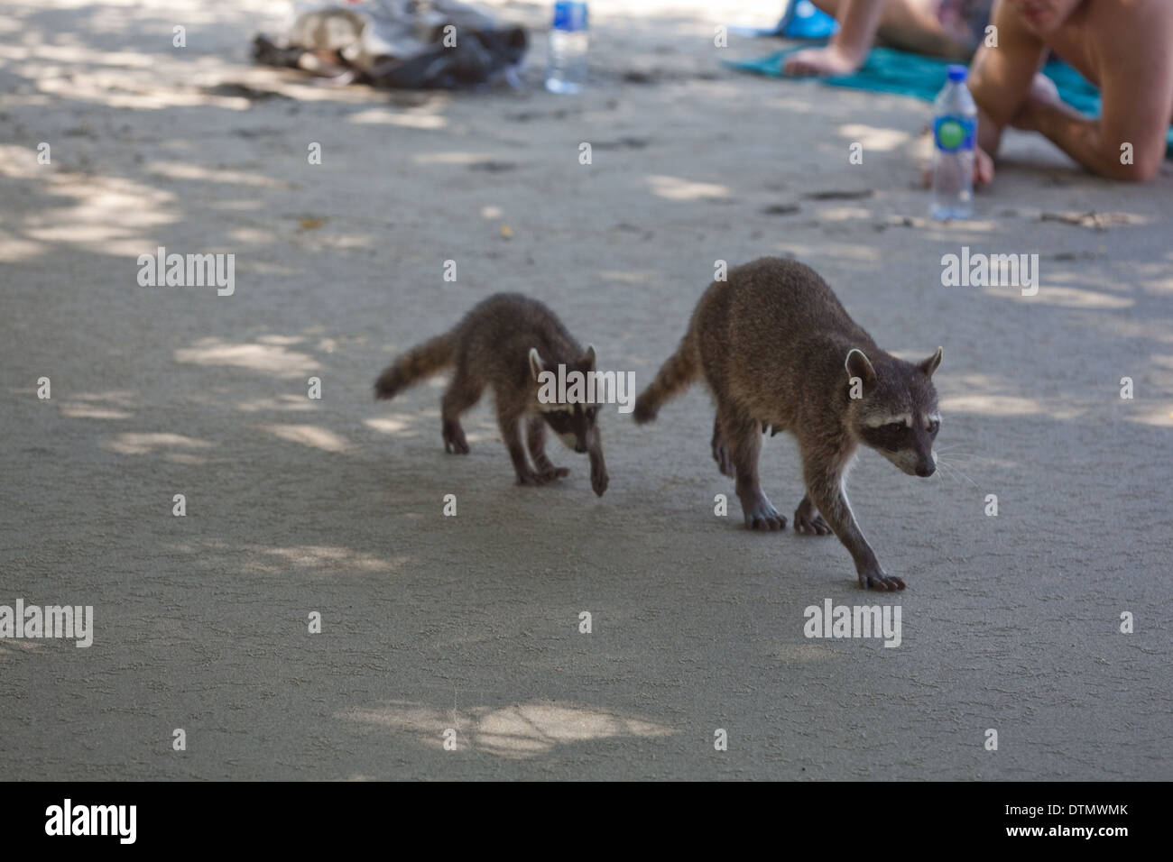 Krabbe-Essen Waschbären (Procyon Cancrivorus). Erwachsenes Weibchen mit einem jungen, auf der Pirsch, auf der Suche nach der Möglichkeit, Lebensmittel zu stehlen. Stockfoto