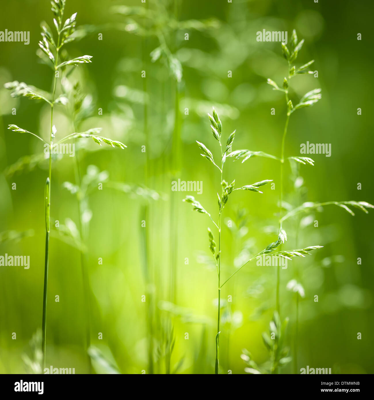 Sommer Gras- und grün Blütenpflanzen im Juni Sonnenschein Stockfoto