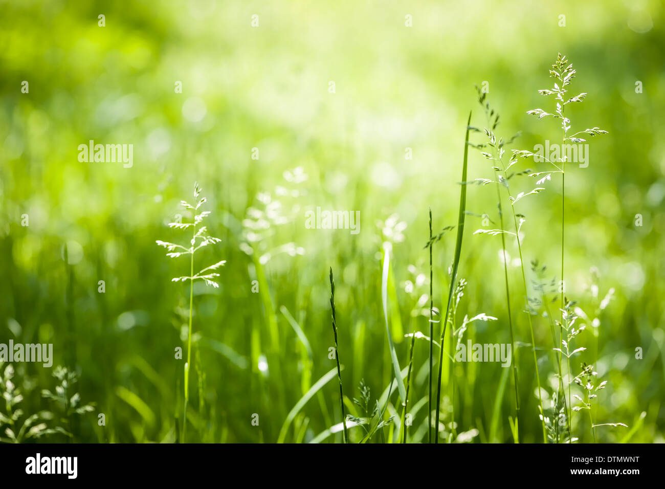 Sommer Gras- und grün Blütenpflanzen im Juni Sonnenschein mit Textfreiraum Stockfoto