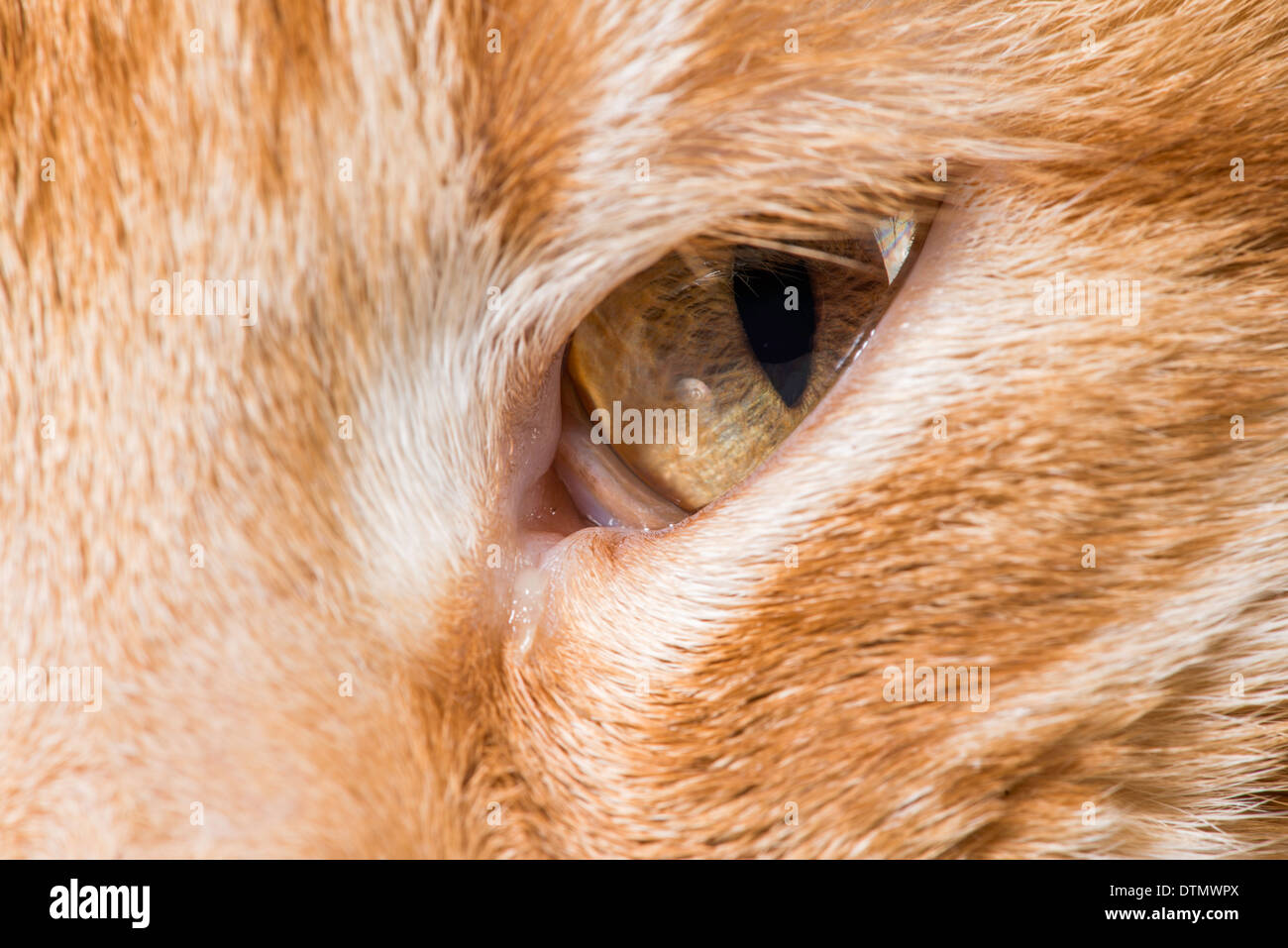 Orange Katze in der Nähe von Augen und Schnauze Stockfoto