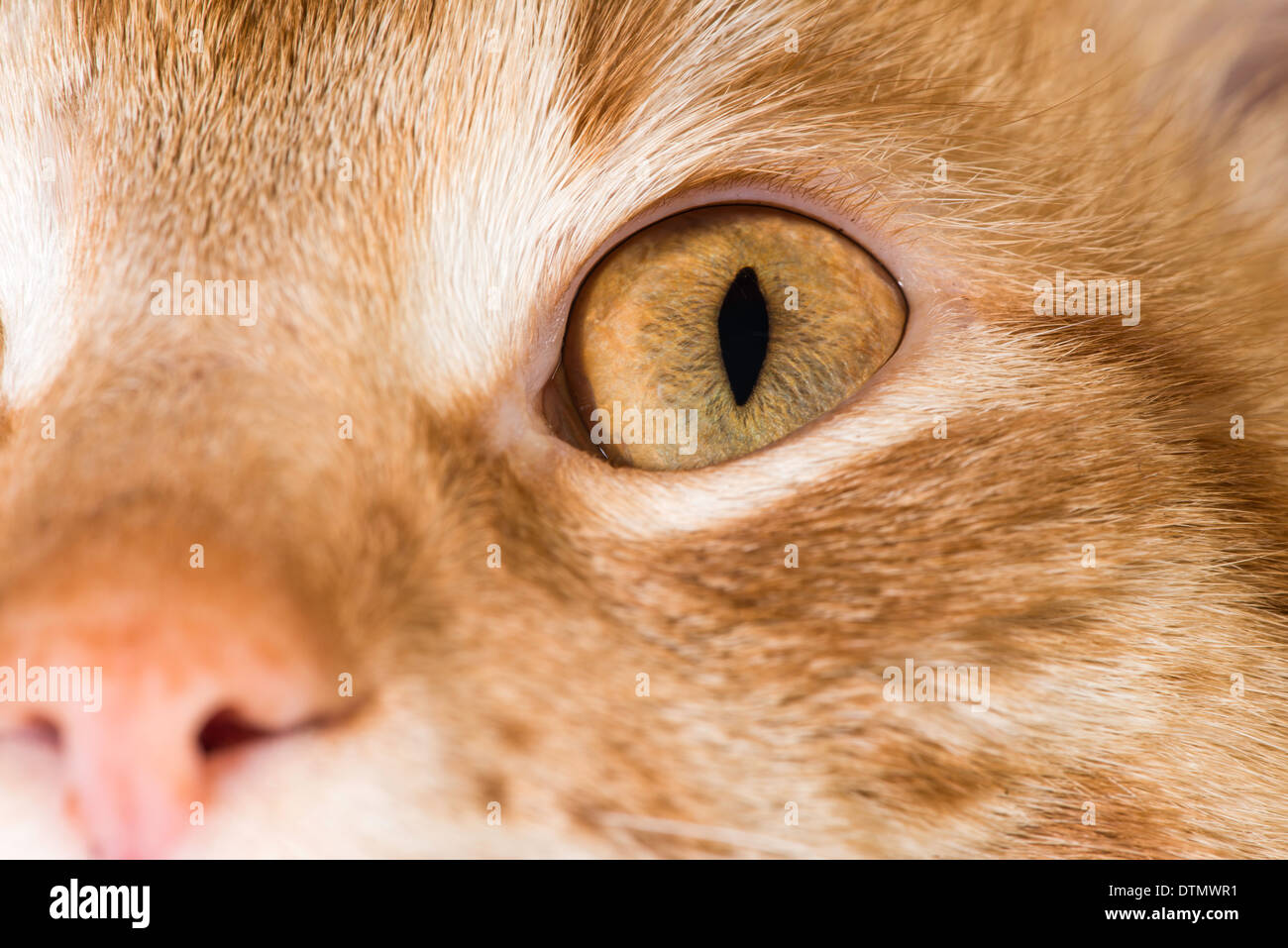 Orange Katze in der Nähe von Augen und Schnauze Stockfoto