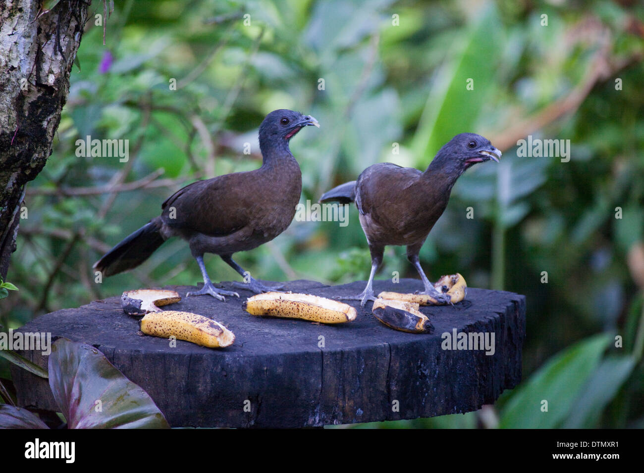 Unter der Leitung von Gray Chachalaca (Ortalis Cinereiceps). Paar Fütterung auf reife Bananen auf einem Garten Vogel Futterstation löschte. Costa Rica. Stockfoto