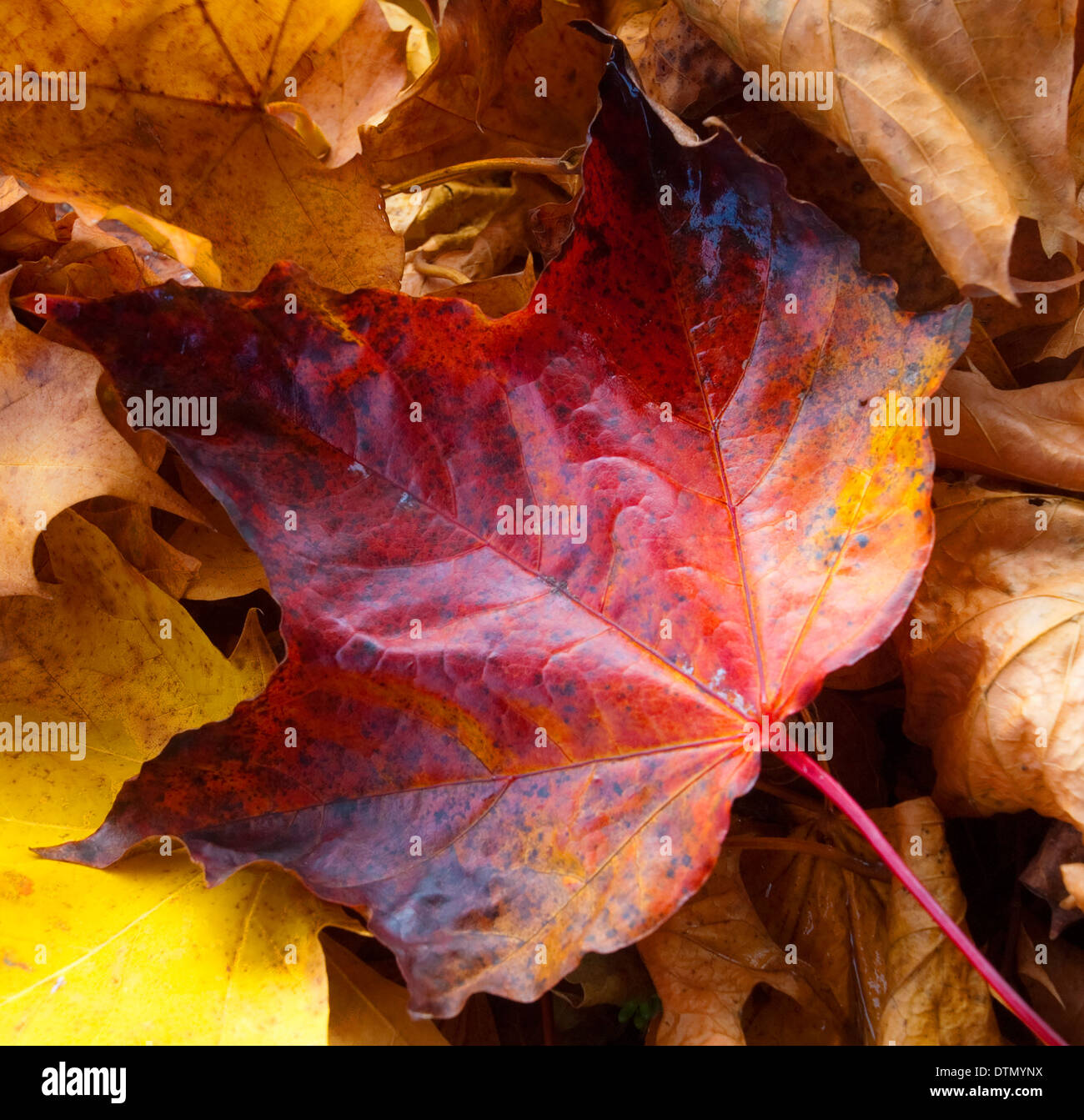 Ein Herbst Blatt, Nottinghamshire, England UK Stockfoto
