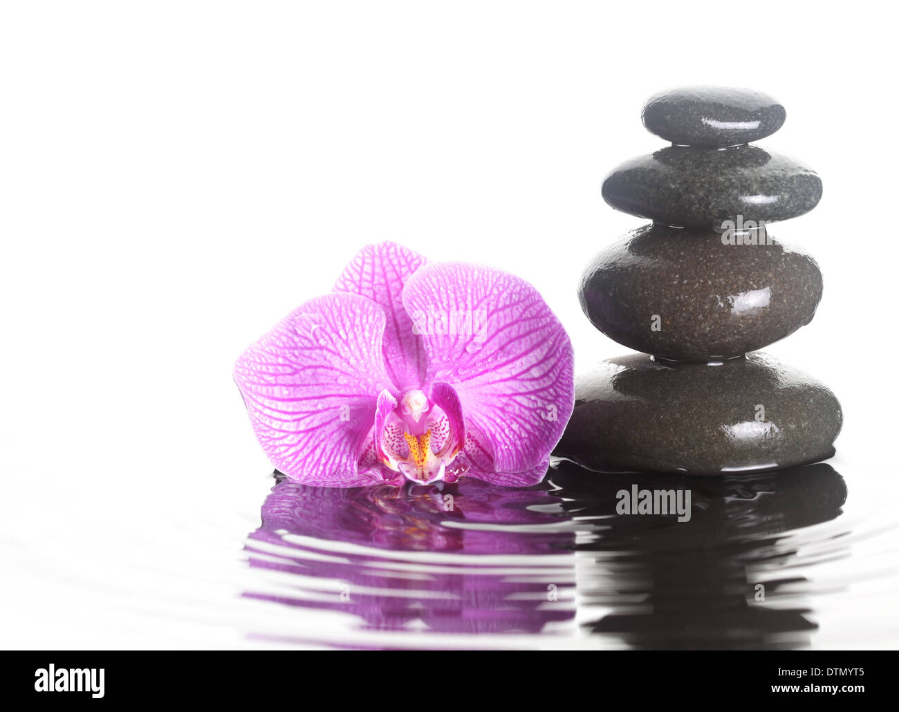 Blume und Steinen im Plätschern des Wassers Stockfoto