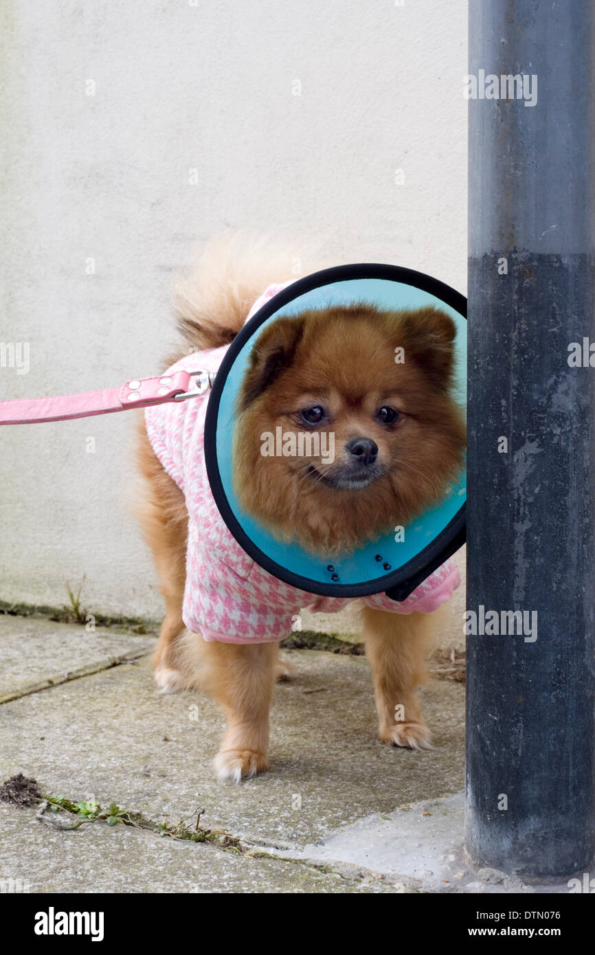 ein Deutscher Zwergspitz Hund für einen Spaziergang, eine schützende  Lampenschirm Art Halsband für den Schutz, die nach einer Operation genommen  Stockfotografie - Alamy