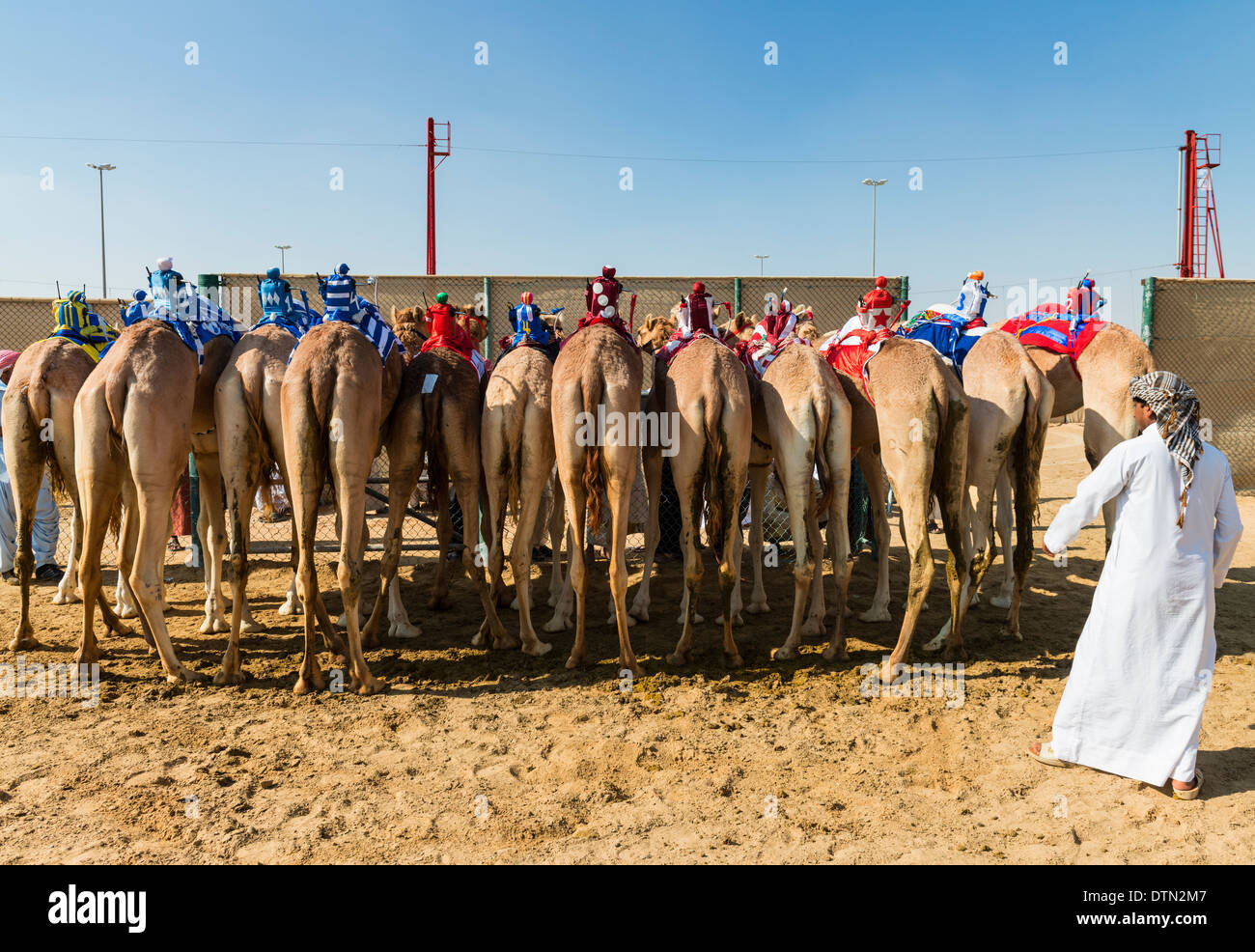 Kamelrennen in Dubai Camel Racing Club in Al Marmoum in Dubai Vereinigte Arabische Emirate Stockfoto