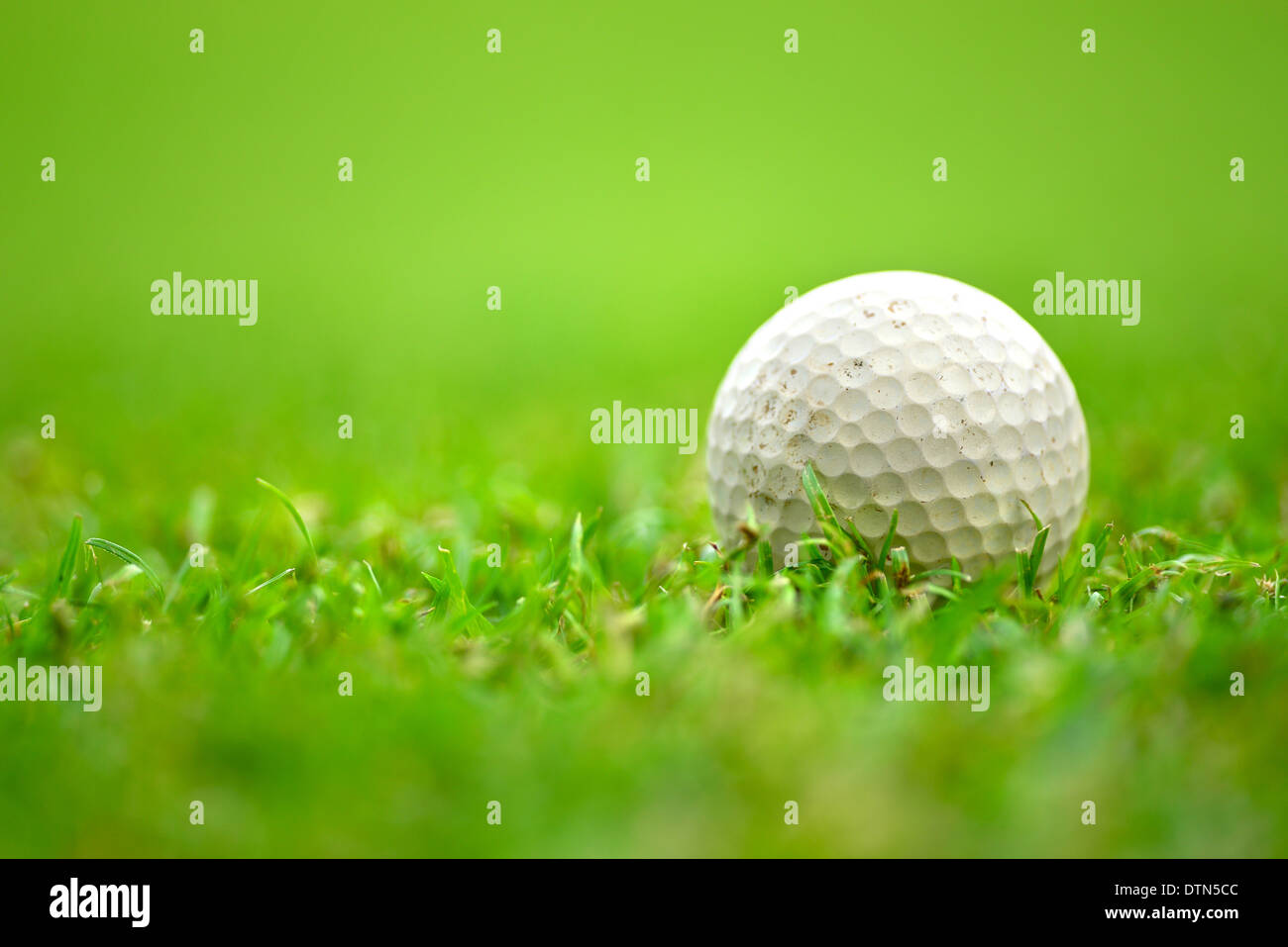 Golfball auf dem Rasen Stockfoto