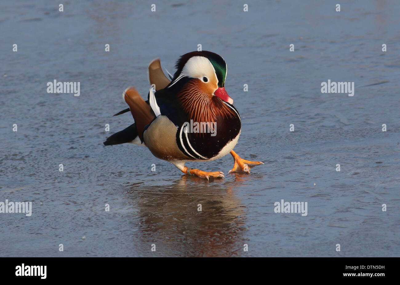 Nahaufnahme der eine männliche Mandarinente (Aix Galericulata) Schleudern ein Ausrutschen auf dem Eis Stockfoto