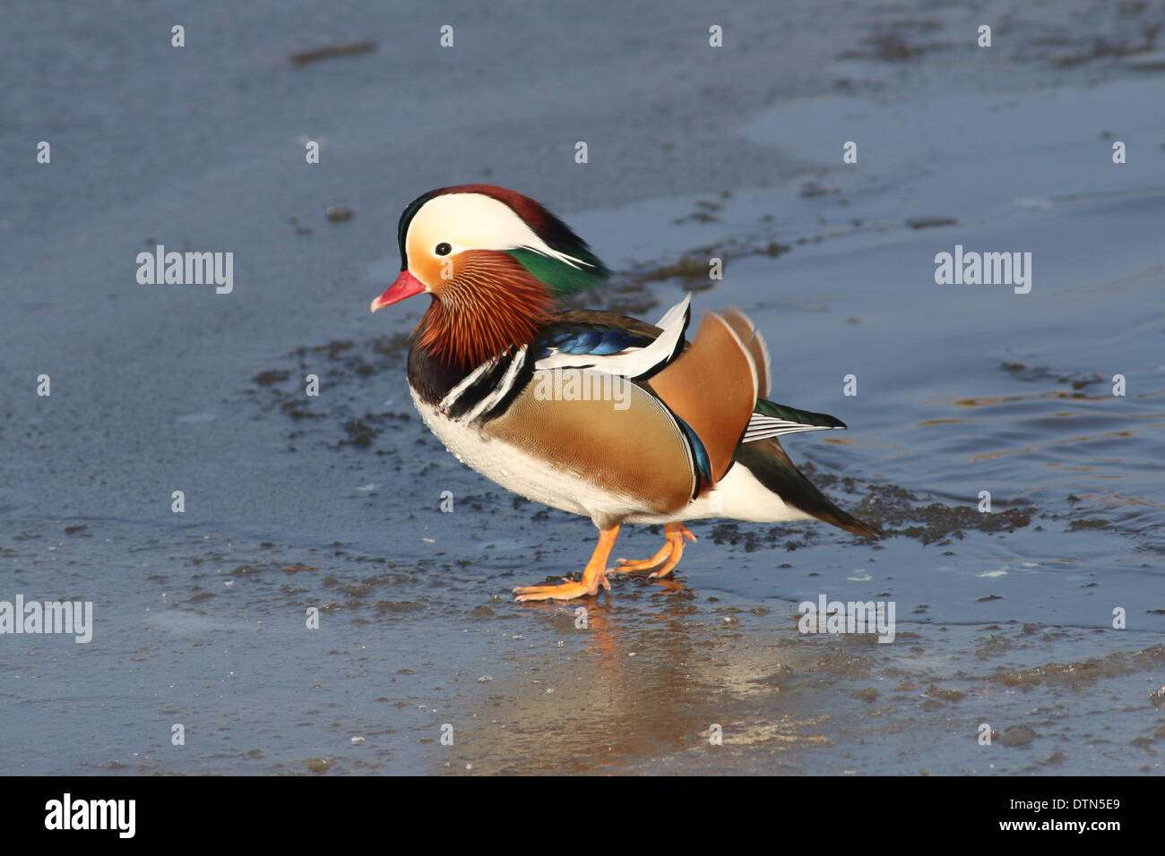 Nahaufnahme der eine männliche Mandarinente (Aix Galericulata) im Winter Einstellung Stockfoto