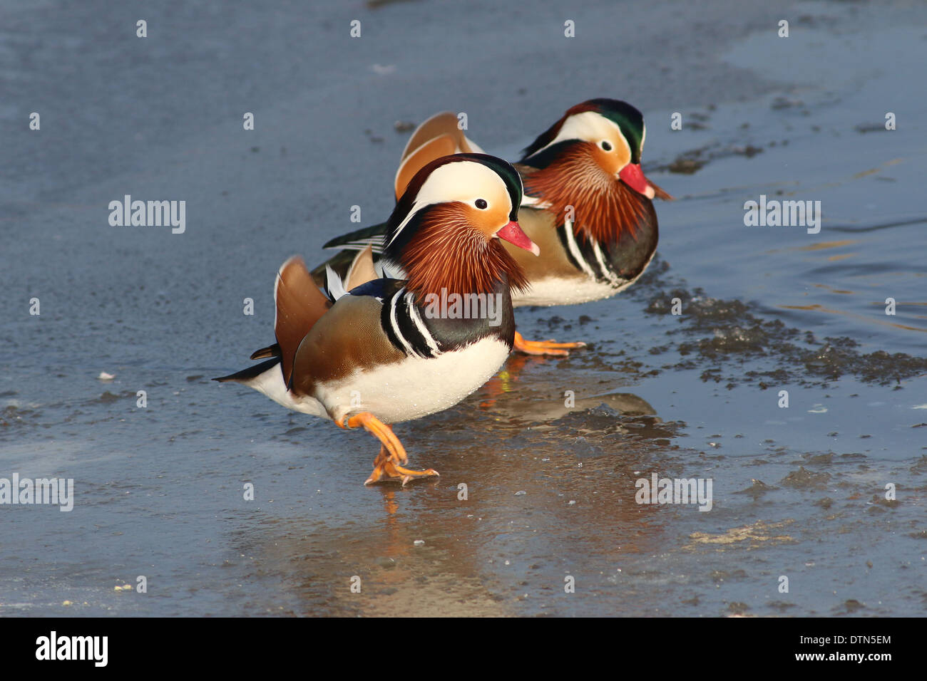 Paar von zwei männlichen Mandarinenten (Aix Galericulata) zu Fuß auf dem Eis Stockfoto