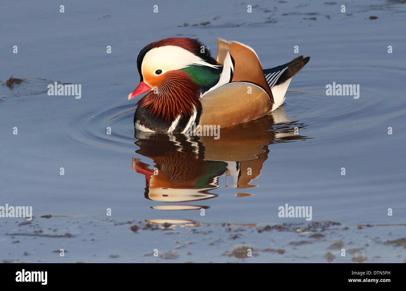 Männliche Mandarinente (Aix Galericulata) mit Spiegelbild im Wasser Stockfoto