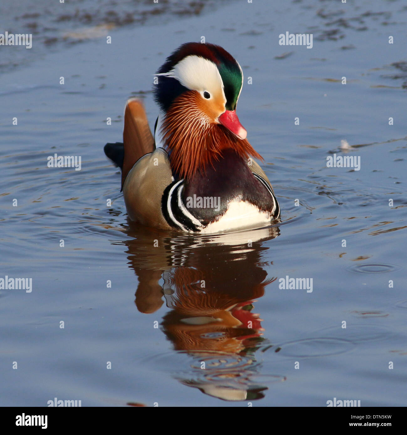 Nahaufnahme der eine männliche Mandarinente (Aix Galericulata) im Winter Einstellung Stockfoto