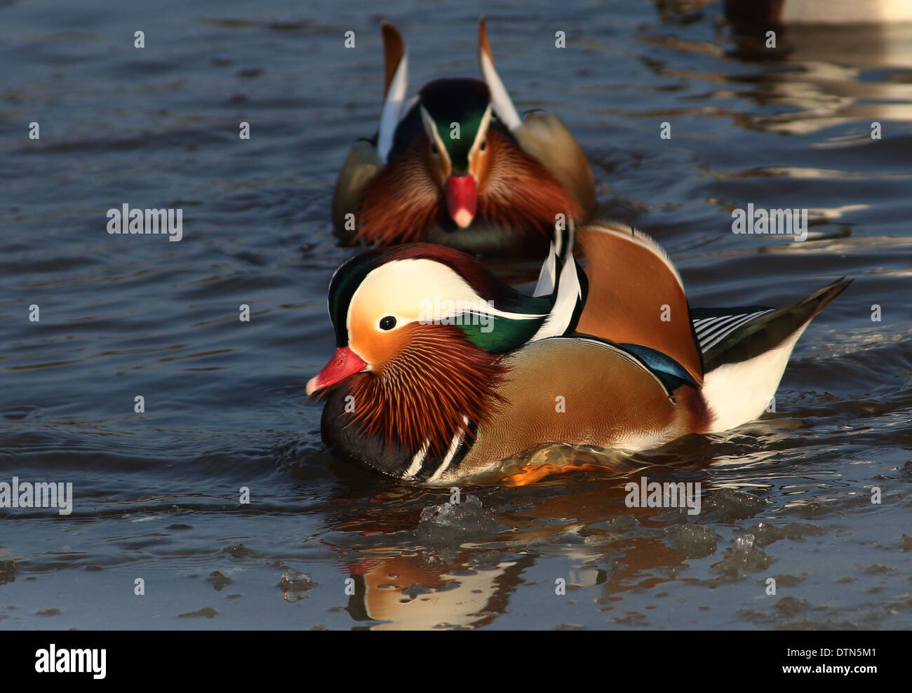 Ein Paar Mandarin Enten Im Schnee Stockfotos Und Bilder Kaufen Alamy