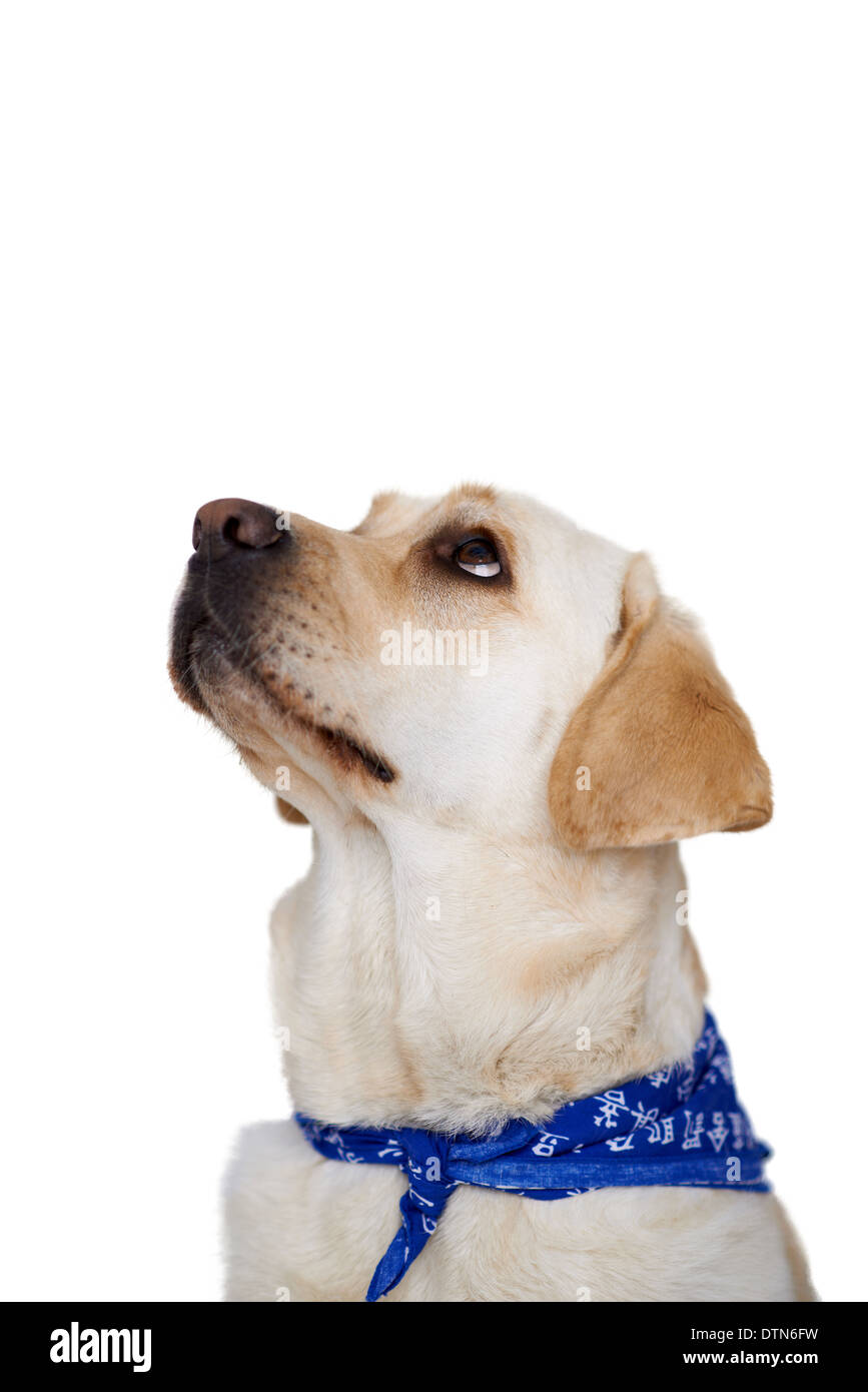 Labrador mit Hilfesuchenden Augen blickte Stockfoto