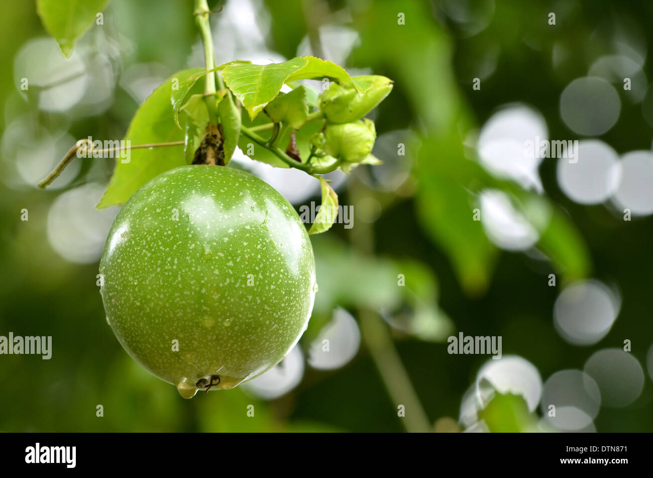 frische Passionsfrucht im Garten Stockfoto