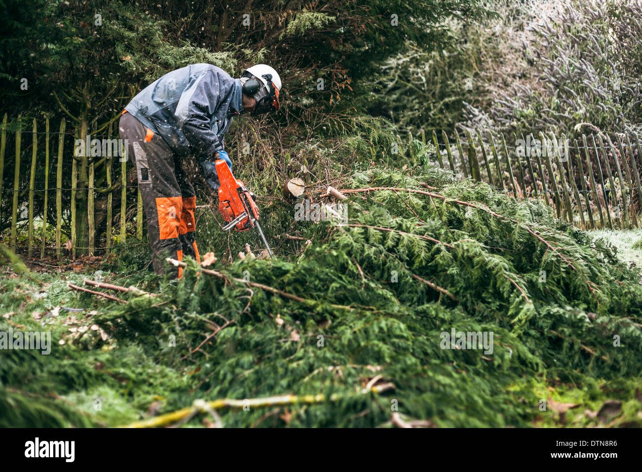 Professionelle Gärtner schneiden Baum mit der Kettensäge. Stockfoto