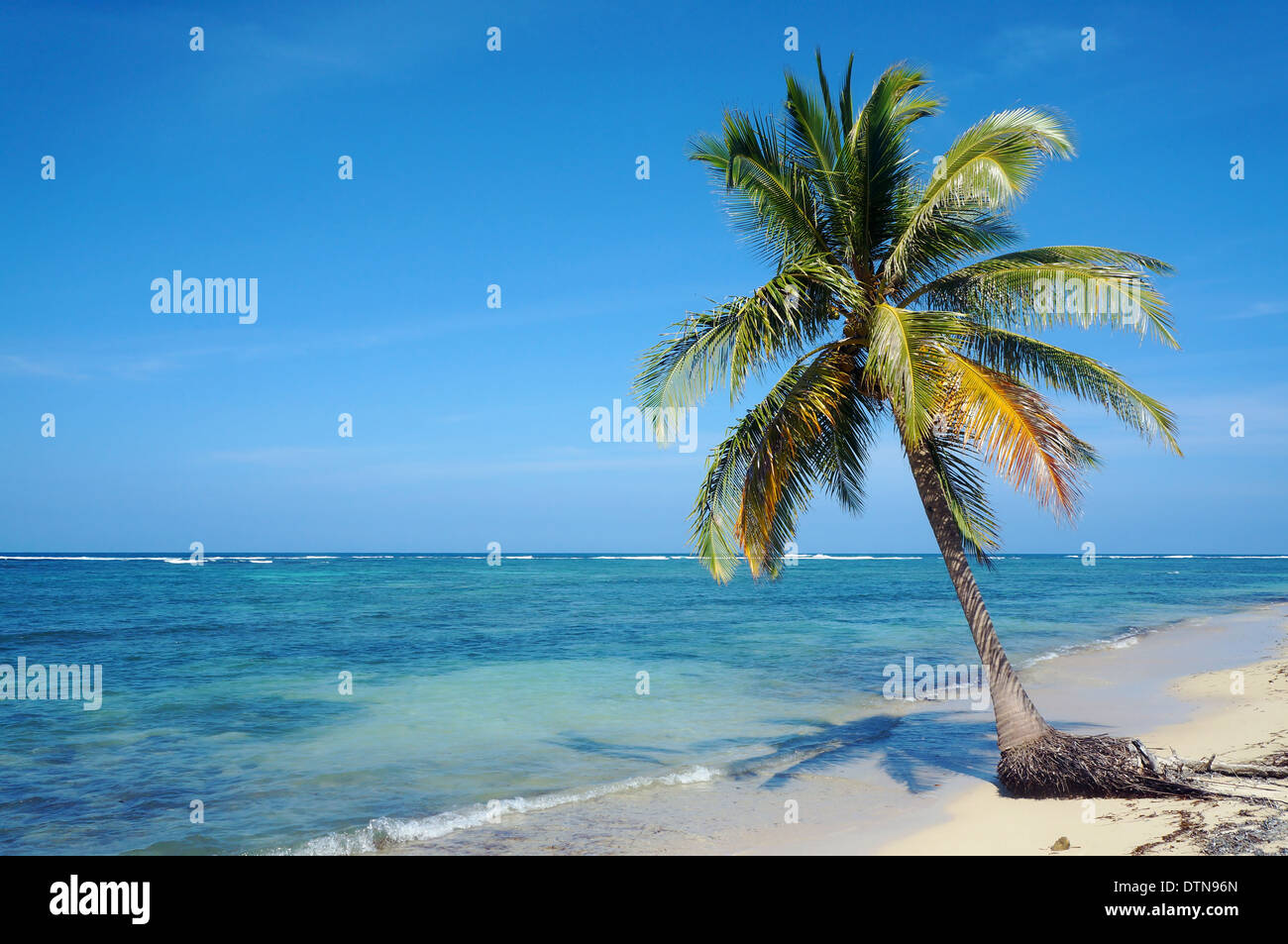 Kokospalme allein auf einem sandigen Strand mit Meer Horizont und blauer Himmel, Karibik, Yucatan, Mexiko Stockfoto