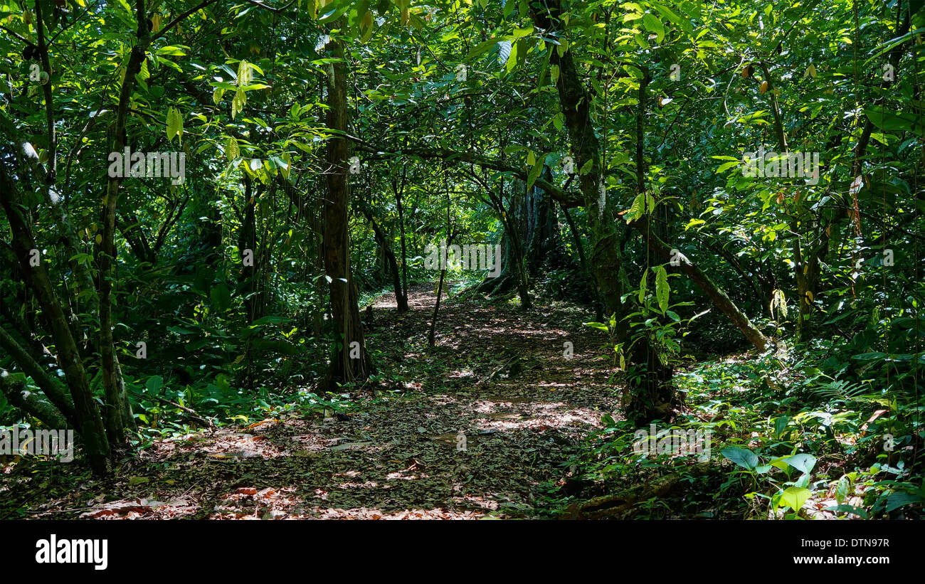 Fußweg in den Dschungel mit dichter Vegetation, Panama, Bocas del Toro, Mittelamerika Stockfoto