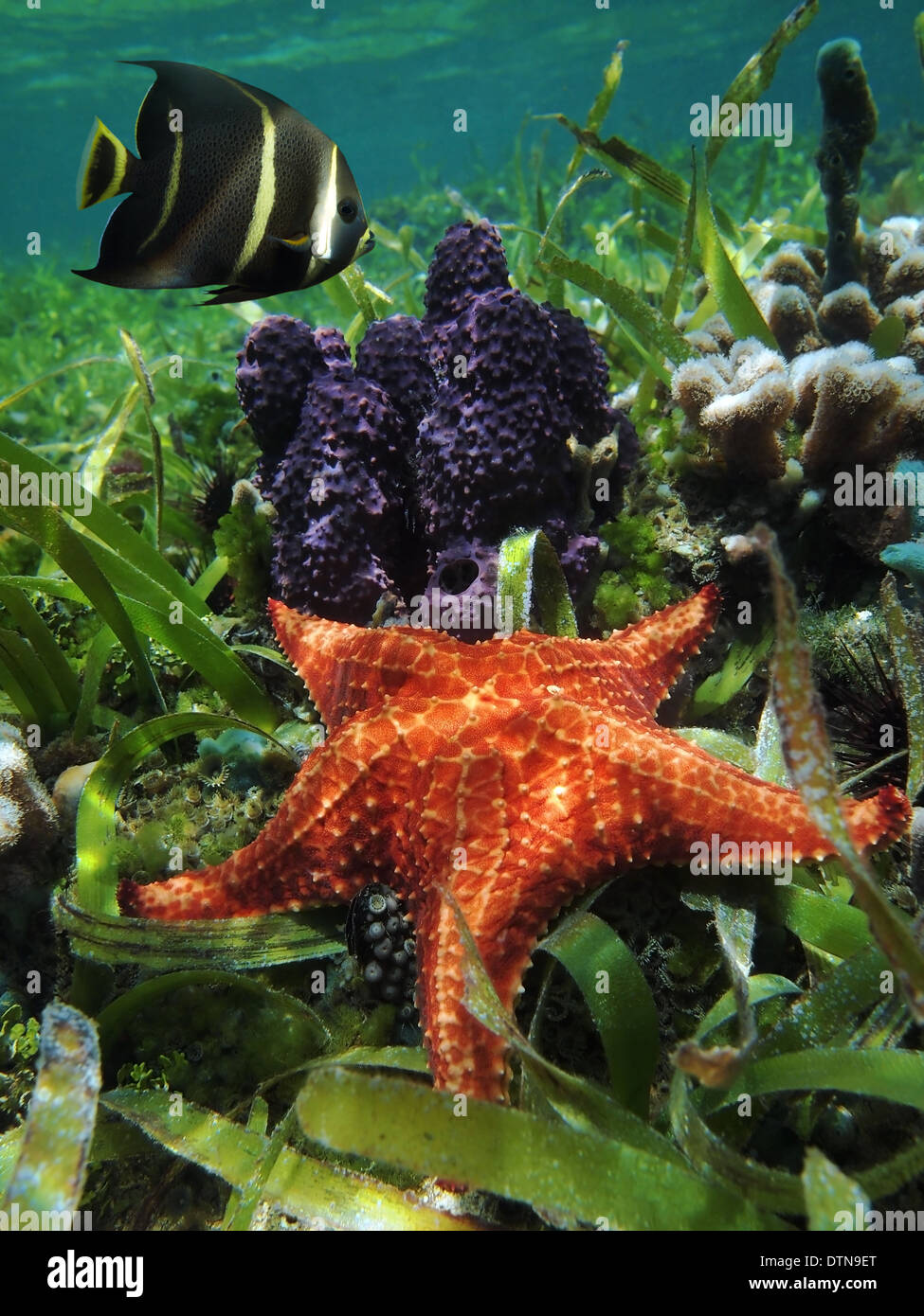 Unterwasser Seestern mit Verzweigung Rohr Schwamm und ein Kaiserfisch in der Karibik, Belize Stockfoto