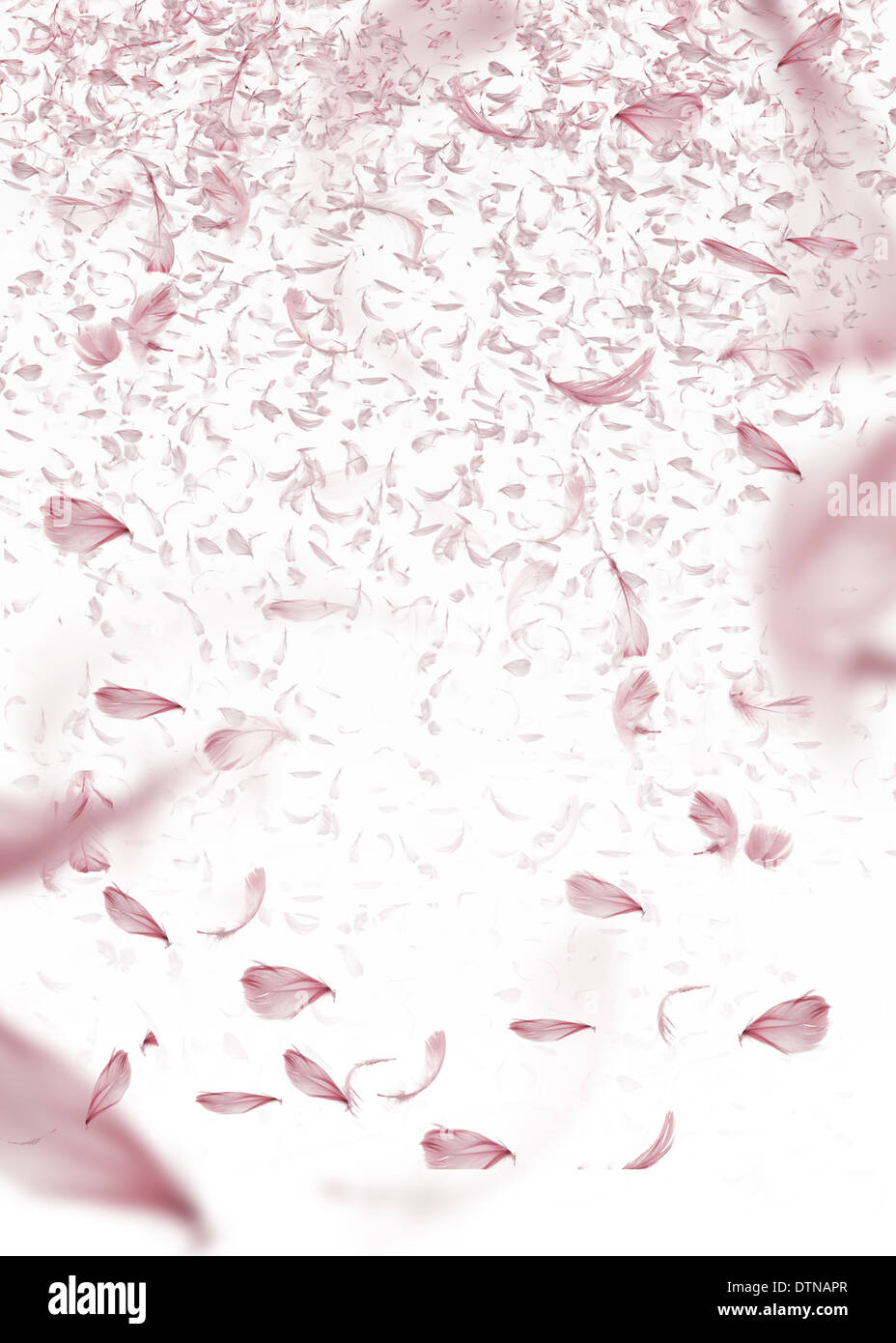 Kunst Bild rosa Federn fliegen Stockfoto